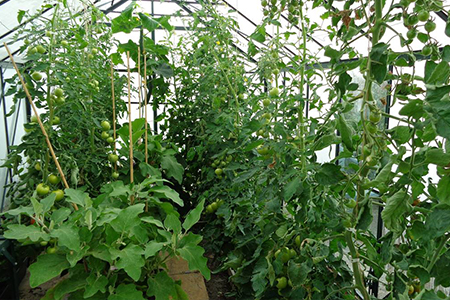 Greenhouse-Interior SMART Agricultural Greenhouse